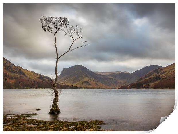 Lone Tree at Buttermere Print by Tony Keogh
