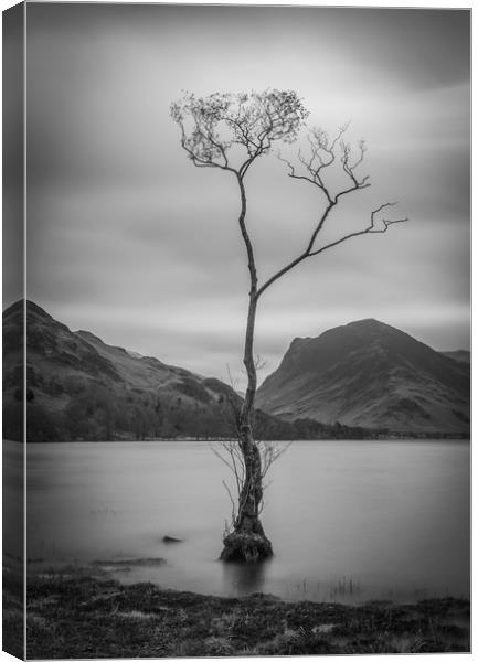 Lone Tree at Buttermere Canvas Print by Tony Keogh