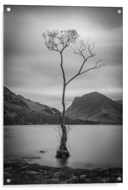 Lone Tree at Buttermere Acrylic by Tony Keogh