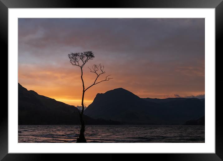 The Lone Tree at Buttermere Framed Mounted Print by Tony Keogh