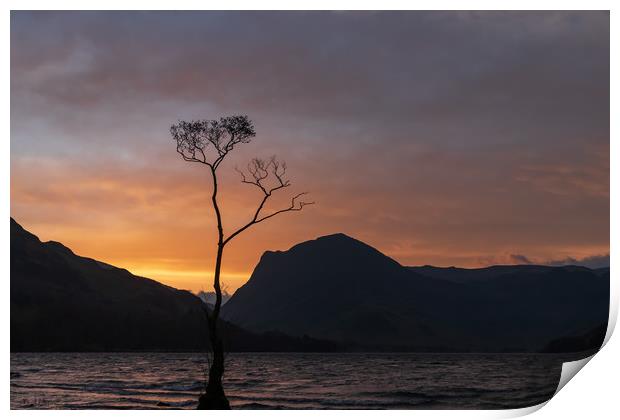 The Lone Tree at Buttermere Print by Tony Keogh