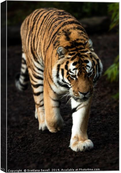 Tiger Canvas Print by Svetlana Sewell