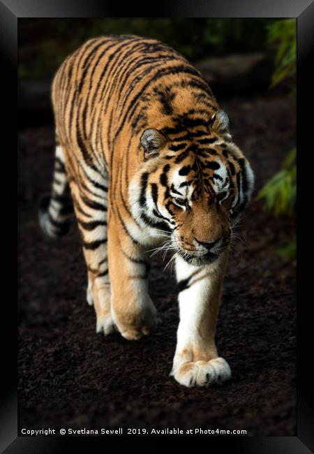 Tiger Framed Print by Svetlana Sewell
