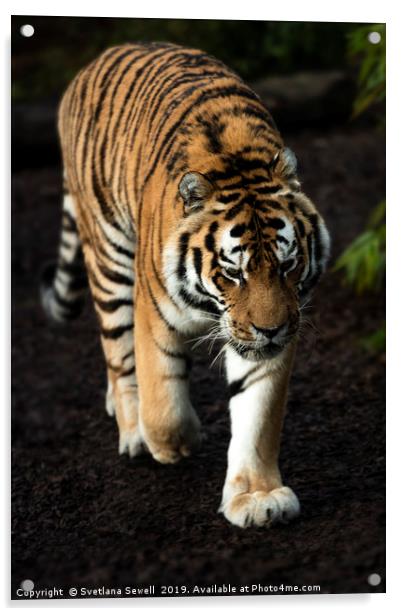 Tiger Acrylic by Svetlana Sewell