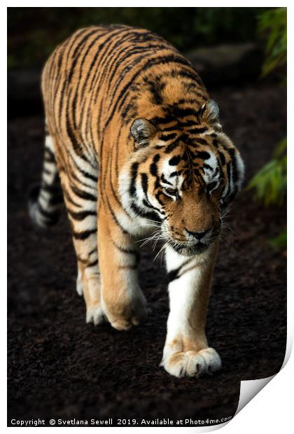 Tiger Print by Svetlana Sewell
