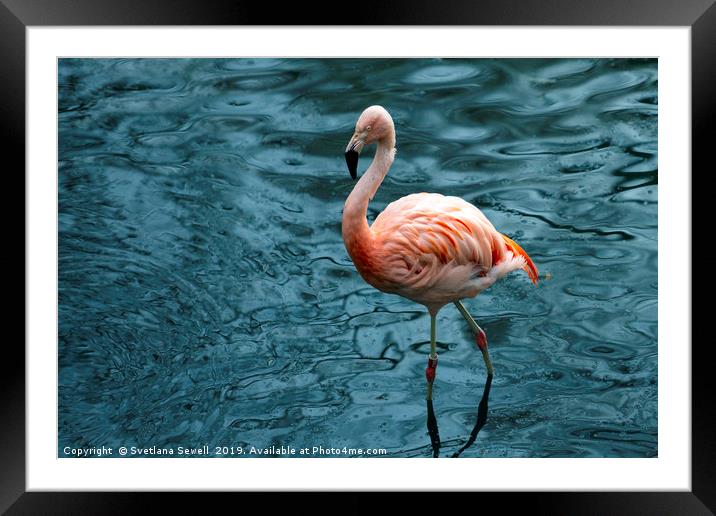 Flamingo Framed Mounted Print by Svetlana Sewell