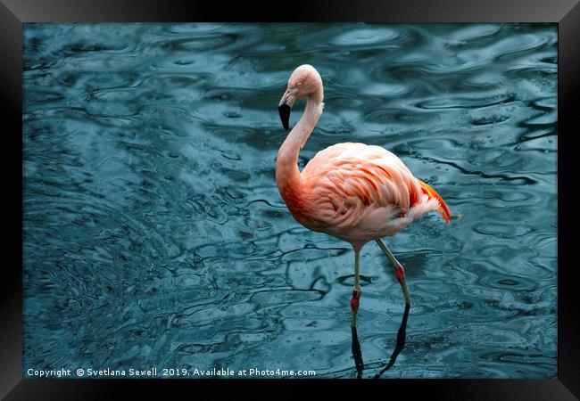 Flamingo Framed Print by Svetlana Sewell