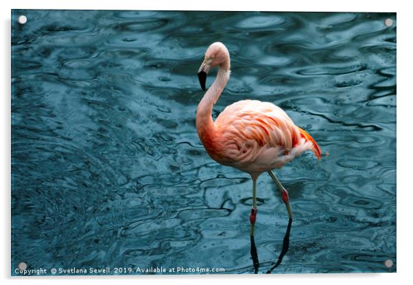 Flamingo Acrylic by Svetlana Sewell