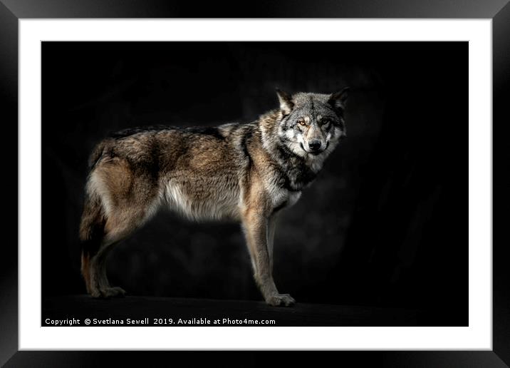Wolf                                               Framed Mounted Print by Svetlana Sewell