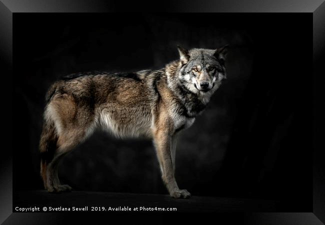 Wolf                                               Framed Print by Svetlana Sewell