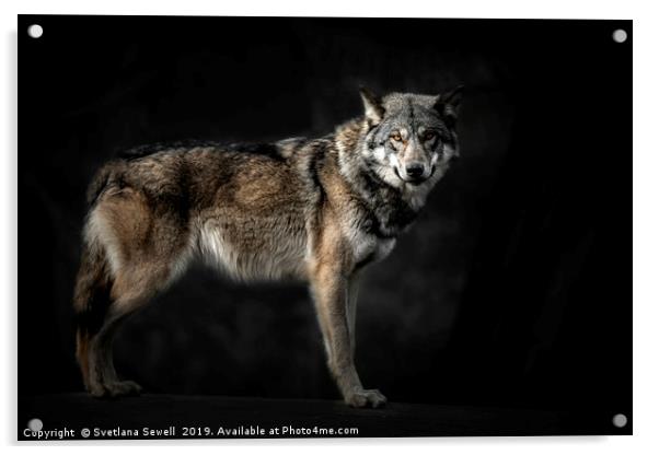 Wolf                                               Acrylic by Svetlana Sewell
