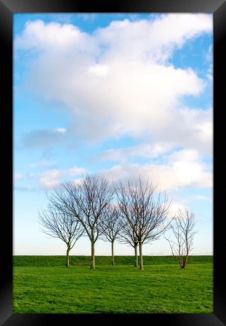 Group of Trees Framed Print by Svetlana Sewell