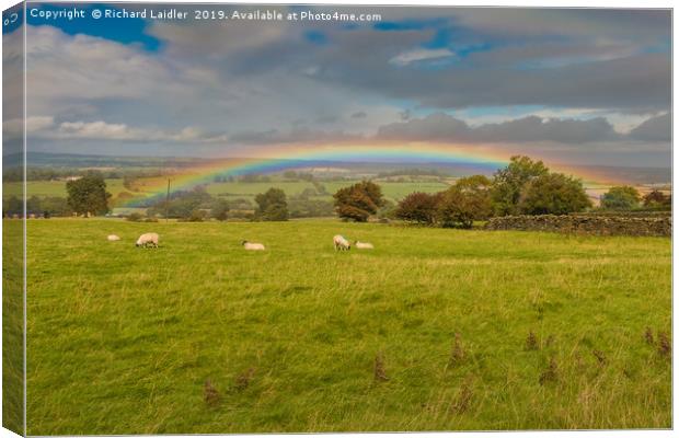 Sheep Grazing under a Vivid Rainbow at Barningham Canvas Print by Richard Laidler