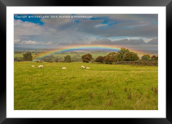 Sheep Grazing under a Vivid Rainbow at Barningham Framed Mounted Print by Richard Laidler