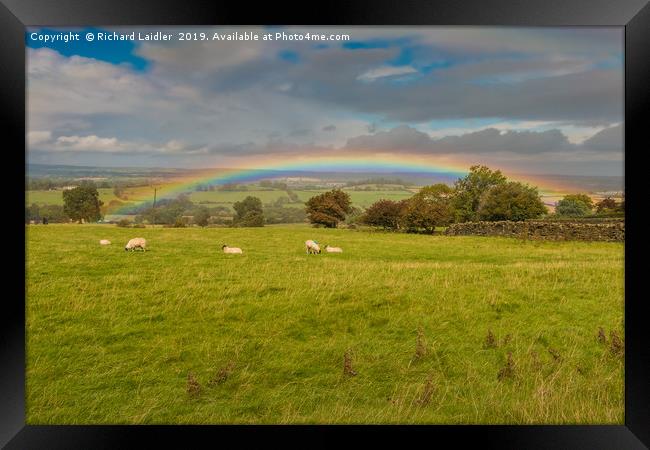 Sheep Grazing under a Vivid Rainbow at Barningham Framed Print by Richard Laidler