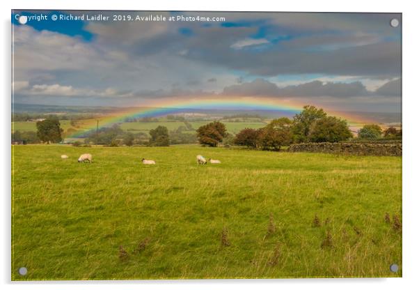 Sheep Grazing under a Vivid Rainbow at Barningham Acrylic by Richard Laidler