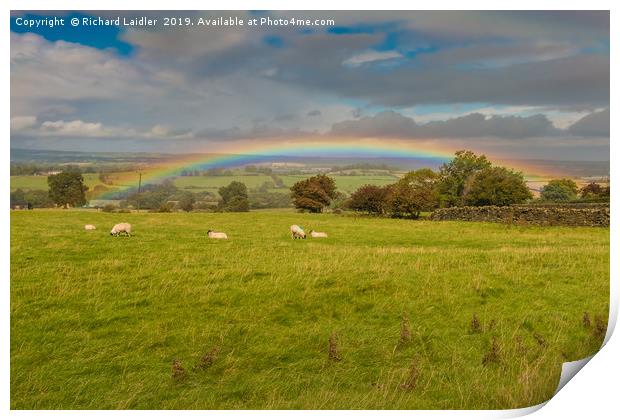 Sheep Grazing under a Vivid Rainbow at Barningham Print by Richard Laidler