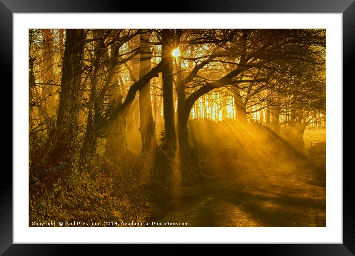 Sunlight Through the Trees Framed Mounted Print by Paul F Prestidge