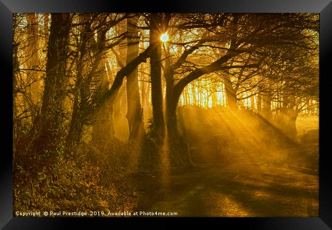 Sunlight Through the Trees Framed Print by Paul F Prestidge