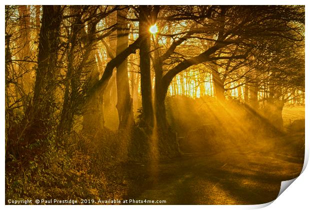Sunlight Through the Trees Print by Paul F Prestidge
