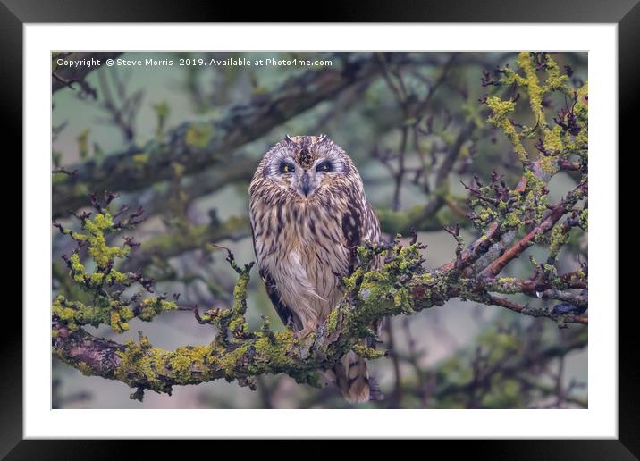 Short Eared Owl Framed Mounted Print by Steve Morris