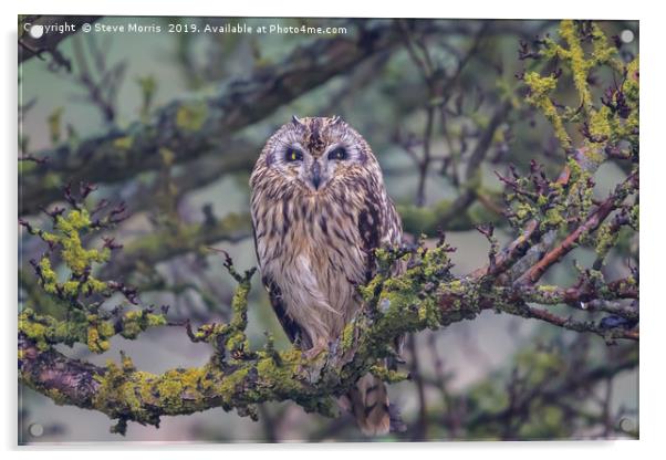 Short Eared Owl Acrylic by Steve Morris