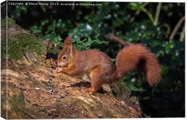 Red Squirrel Canvas Print by Steve Morris