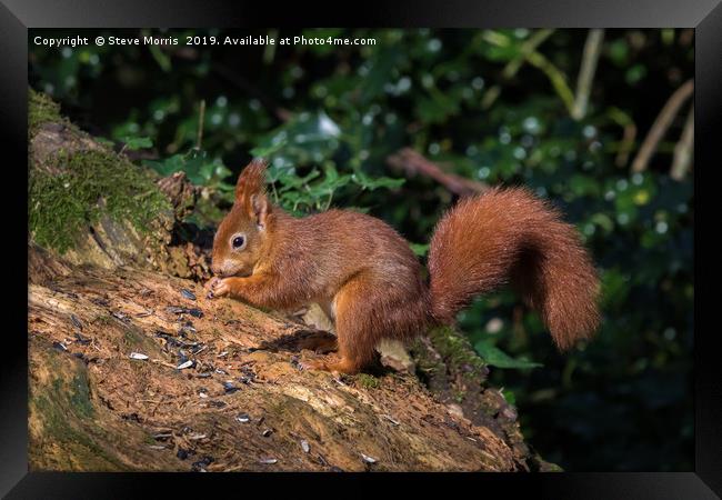 Red Squirrel Framed Print by Steve Morris