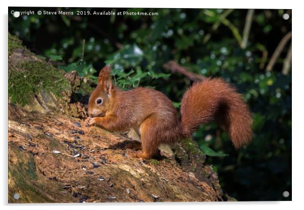 Red Squirrel Acrylic by Steve Morris