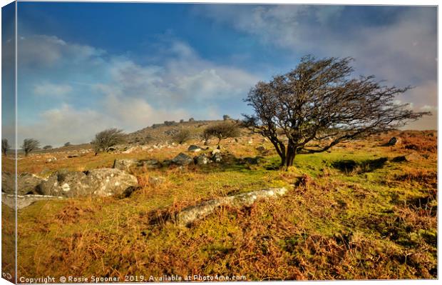 Stowes Hill and wind blown tree on Bodmin Moor Canvas Print by Rosie Spooner