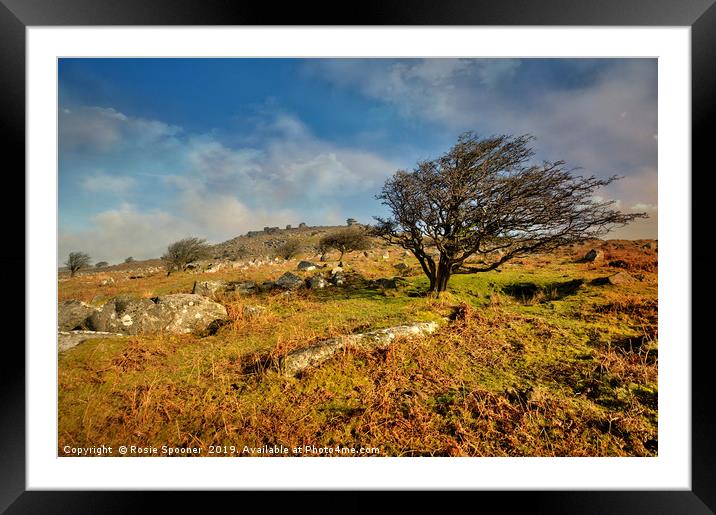 Stowes Hill and wind blown tree on Bodmin Moor Framed Mounted Print by Rosie Spooner