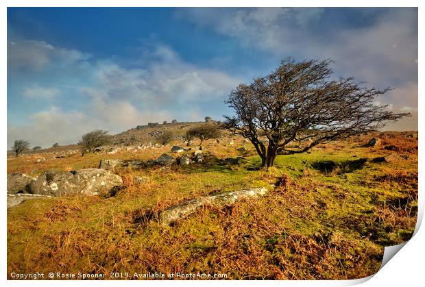 Stowes Hill and wind blown tree on Bodmin Moor Print by Rosie Spooner