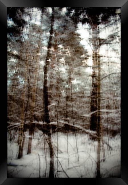 Winter forest Framed Print by Larisa Siverina