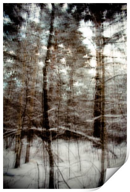 Winter forest Print by Larisa Siverina