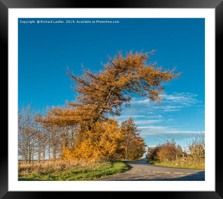 Golden Larch Tree in Autumn Sunshine Framed Mounted Print by Richard Laidler