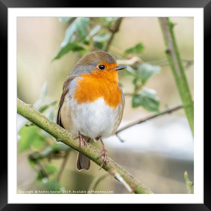 A little Red Robin perched on a tree branch  Framed Mounted Print by Andrew George