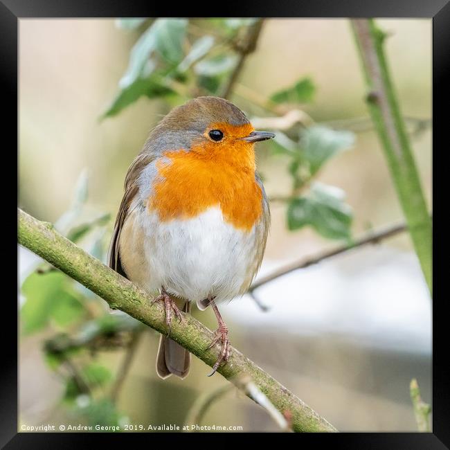 A little Red Robin perched on a tree branch  Framed Print by Andrew George