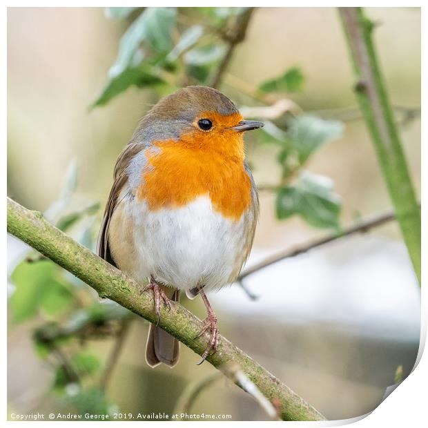 A little Red Robin perched on a tree branch  Print by Andrew George