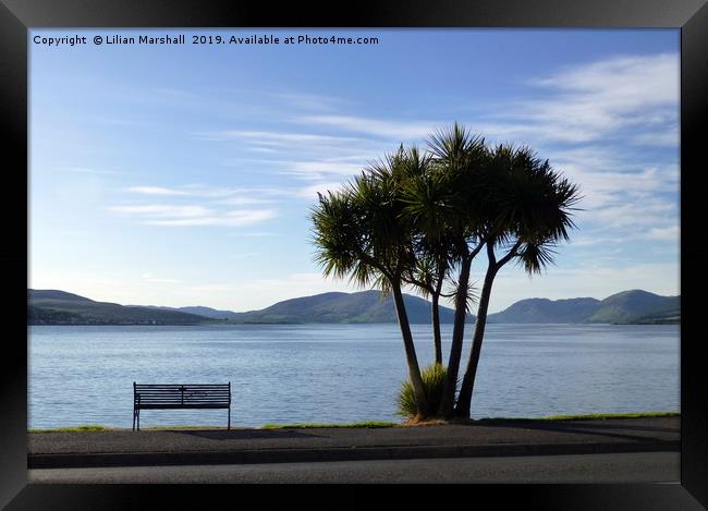 Palm trees on Rothesay Promenade. Isle of Bute. Framed Print by Lilian Marshall