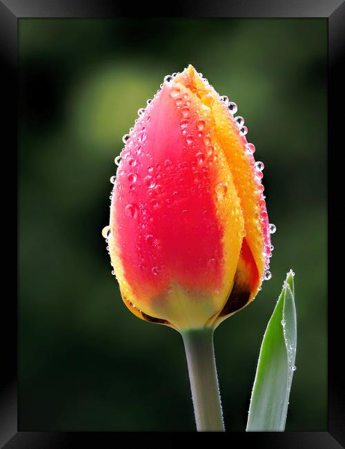 Perfect Love - Tulip In The Rain Framed Print by Susie Peek