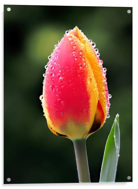 Perfect Love - Tulip In The Rain Acrylic by Susie Peek