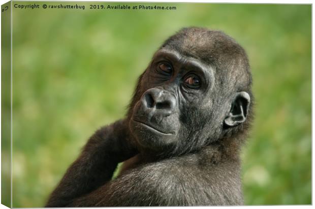 Gorilla Shufai Looking Over His Shoulder Canvas Print by rawshutterbug 