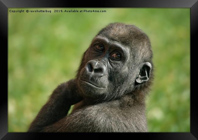 Gorilla Shufai Looking Over His Shoulder Framed Print by rawshutterbug 
