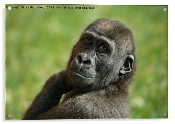 Gorilla Shufai Looking Over His Shoulder Acrylic by rawshutterbug 