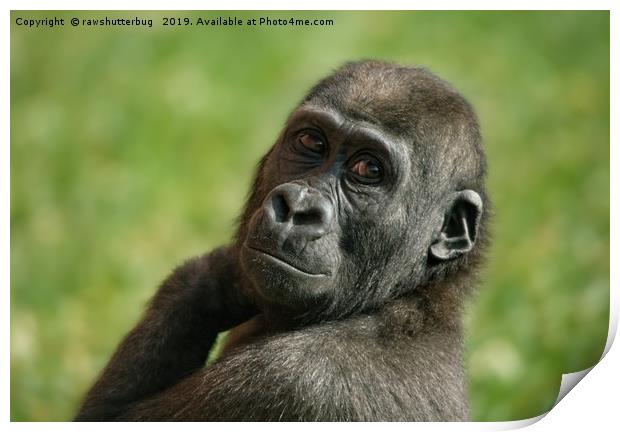 Gorilla Shufai Looking Over His Shoulder Print by rawshutterbug 