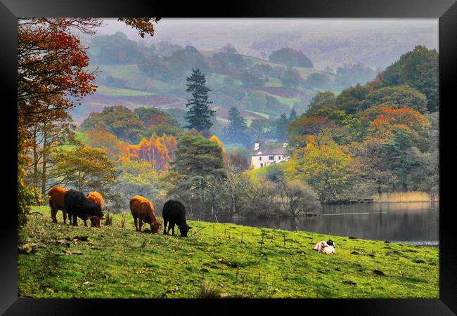 The Lake District Cumbria uk Framed Print by Irene Burdell