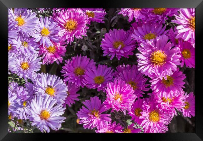 Pink and Blue Asters in Full Flower Framed Print by Richard Laidler