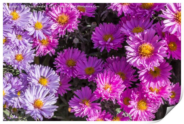 Pink and Blue Asters in Full Flower Print by Richard Laidler