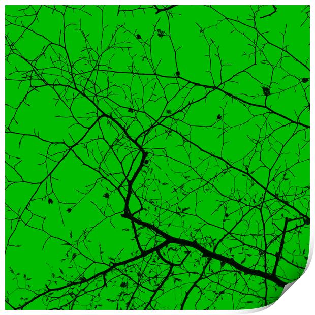 Epping Forest Tree Canopy in Green Print by David Jeffery