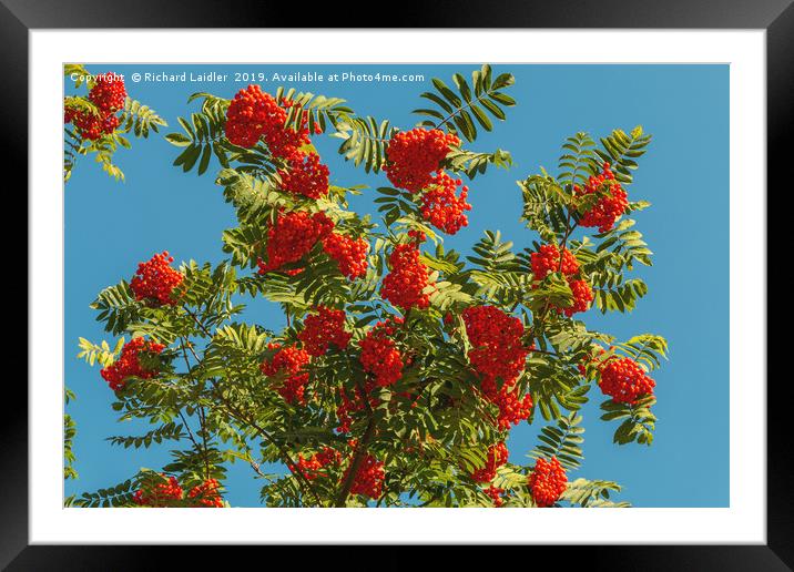 Rowan Berry Clusters Framed Mounted Print by Richard Laidler